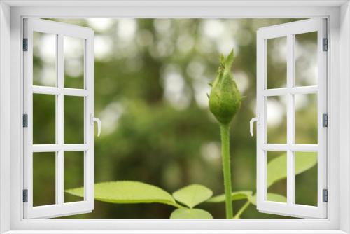 Fototapeta Naklejka Na Ścianę Okno 3D - Rose bud