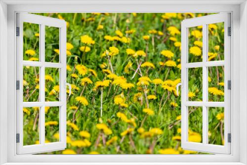 Fototapeta Naklejka Na Ścianę Okno 3D - Yellow dandelion flowers on green grass as background
