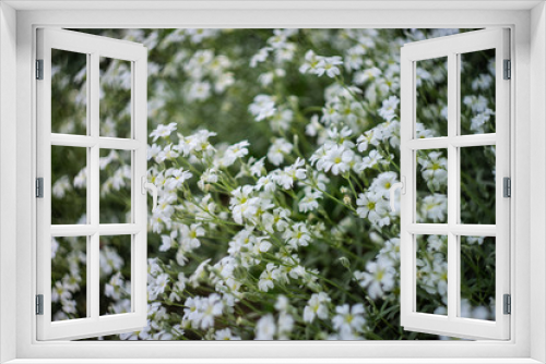 Fototapeta Naklejka Na Ścianę Okno 3D - Daisy in a meadow