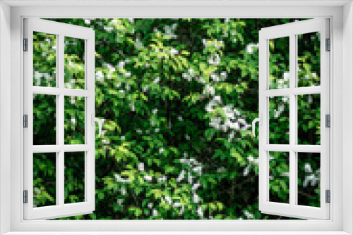 Fototapeta Naklejka Na Ścianę Okno 3D - White bird cherry blooming in spring