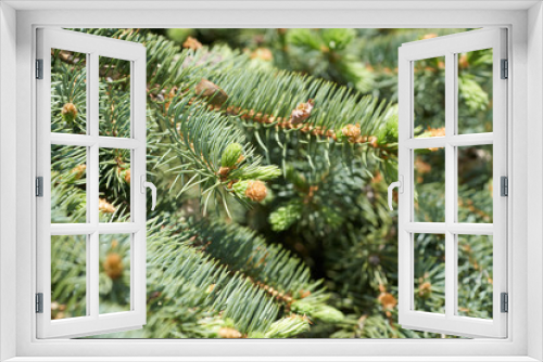 Fototapeta Naklejka Na Ścianę Okno 3D - A growing needles on pine tree.