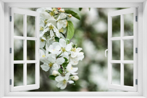 Fototapeta Naklejka Na Ścianę Okno 3D - blossom