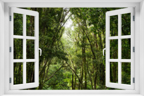 Fototapeta Naklejka Na Ścianę Okno 3D - New Zealand jungle