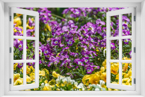 Fototapeta Naklejka Na Ścianę Okno 3D - Small Ground Cover Pansies in Purple, Yellow and White in Springtime