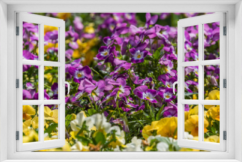 Fototapeta Naklejka Na Ścianę Okno 3D - Small Ground Cover Pansies in Purple, Yellow and White in Springtime