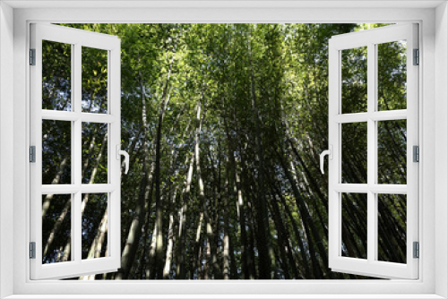 Fototapeta Naklejka Na Ścianę Okno 3D - Bambus