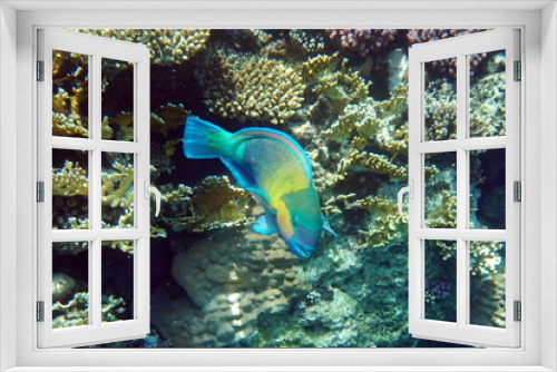 Fototapeta Naklejka Na Ścianę Okno 3D - Chlorurus sordidus, Daisy parrotfish
