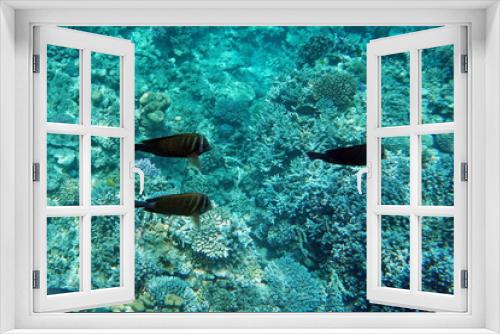Fototapeta Naklejka Na Ścianę Okno 3D - Zebrasoma desjardinii, Desjardin's sailfin tang