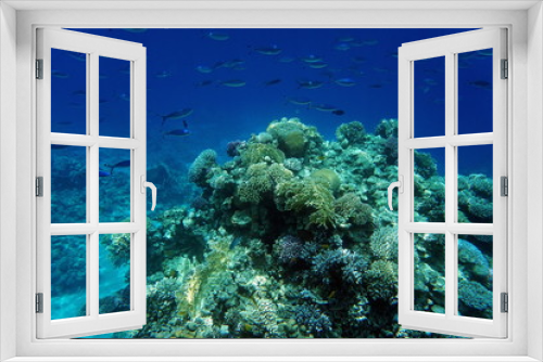 Fototapeta Naklejka Na Ścianę Okno 3D - Red Sea reef