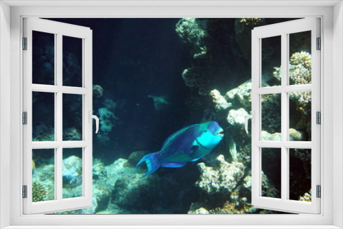 Fototapeta Naklejka Na Ścianę Okno 3D - Chlorurus gibbus, Heavybeak parrotfish