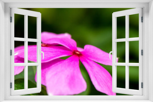 Fototapeta Naklejka Na Ścianę Okno 3D - Flor