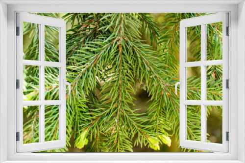 Fototapeta Naklejka Na Ścianę Okno 3D - Green branches of spruce trees