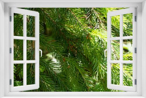 Fototapeta Naklejka Na Ścianę Okno 3D - Green branches of spruce trees