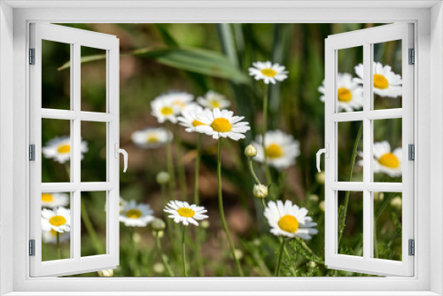 Fototapeta Naklejka Na Ścianę Okno 3D - Bloom. Chamomile. Blooming chamomile field, chamomile flowers on  meadow in summer, selective focus, blur. Beautiful nature scene with blooming medical daisies on sun day. Beautiful meadow background