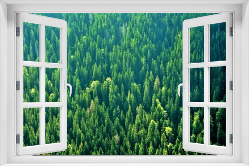 Fototapeta Naklejka Na Ścianę Okno 3D - fir forest seen from above