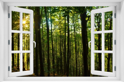 Fototapeta Naklejka Na Ścianę Okno 3D - a landscape in deciduous forest