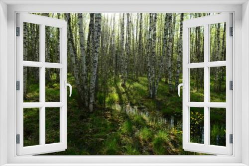 Fototapeta Naklejka Na Ścianę Okno 3D - Birch forest in the spring  in fresh green grass and wildflowers among the white trunks of trees