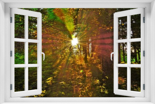 Fototapeta Naklejka Na Ścianę Okno 3D - the sun among the trees in the forest