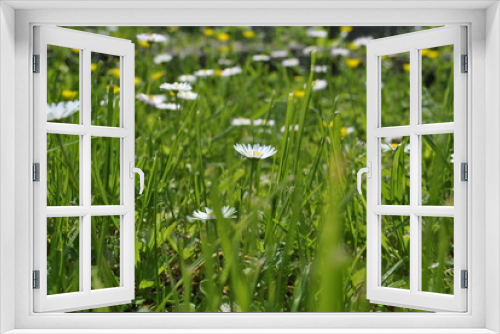 Fototapeta Naklejka Na Ścianę Okno 3D - green grass with white flowers