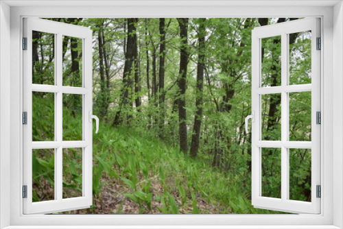 Fototapeta Naklejka Na Ścianę Okno 3D - forest, trees and mountain slopes
