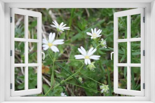 Fototapeta Naklejka Na Ścianę Okno 3D - white flower in grass
