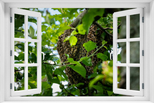 Fototapeta Naklejka Na Ścianę Okno 3D - Beekeeping. Escaped bees swarm nesting on a tree. Apiary background. A swarm of European honey bees clinging to a tree.