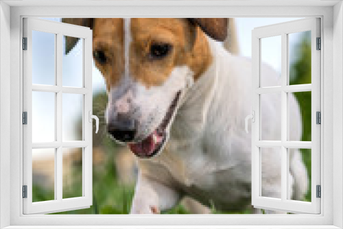 Fototapeta Naklejka Na Ścianę Okno 3D - dog jack russell terrier playing close-up