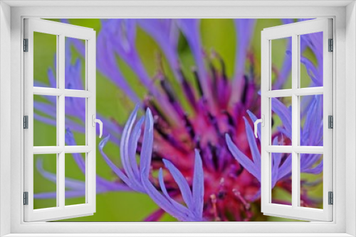 Fototapeta Naklejka Na Ścianę Okno 3D - Nahaufnahme einer kornblume in meinem Garten