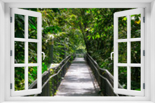 Fototapeta Naklejka Na Ścianę Okno 3D - Hiking Trail in Singapore Rainforrest