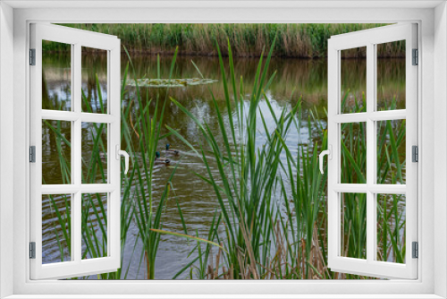 Fototapeta Naklejka Na Ścianę Okno 3D - Pond on a spring May day.