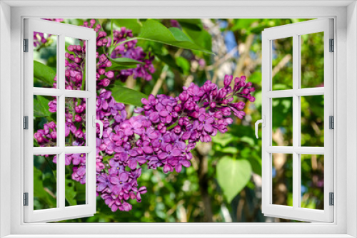 Fototapeta Naklejka Na Ścianę Okno 3D - Beautiful purple lilac flowers outdoors. Lilac flowers on the branches