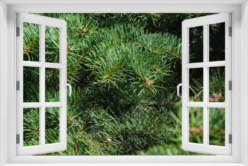 Fototapeta Naklejka Na Ścianę Okno 3D - Background of Christmas tree branches