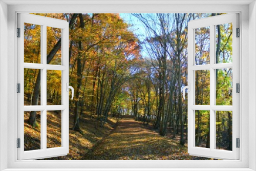 Fototapeta Naklejka Na Ścianę Okno 3D - a road through forest trees yellowed