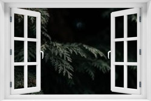 Fototapeta Naklejka Na Ścianę Okno 3D - Pine Tree Greenery