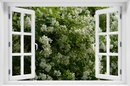 Fototapeta Naklejka Na Ścianę Okno 3D - Slender-deutzia (Deutzia gracilis), beautiful decorative shrub with masses of fragrant white flowers