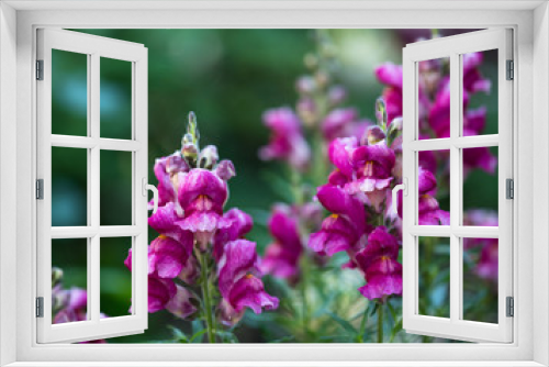 Fototapeta Naklejka Na Ścianę Okno 3D - Bright snapdragon flowers