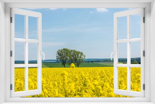 Fototapeta Naklejka Na Ścianę Okno 3D - Yellow field with rapeseed. Agricultural crops are watching there. Blue sky, beautiful warm day.