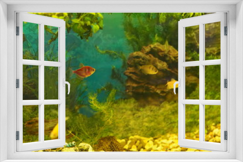 Fototapeta Naklejka Na Ścianę Okno 3D - aquarium colourfull fishes in dark deep blue water