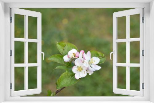 Fototapeta Naklejka Na Ścianę Okno 3D - top view of an apple blossom with the green lawn background