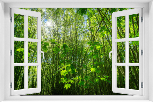 Fototapeta Naklejka Na Ścianę Okno 3D - Green trees with blue sky in the summer