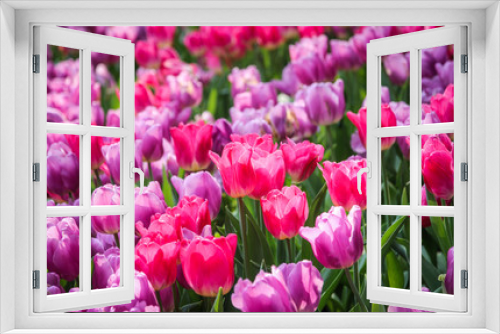 Fototapeta Naklejka Na Ścianę Okno 3D - Close up of pink tulips in the garden, Spring background