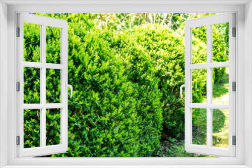 Fototapeta Naklejka Na Ścianę Okno 3D - Young growing light green leaves of boxwood glow in morning sun. Selective focus. Boxwood or Boxwood, type of evergreen shrub. Hedging, landscape design background. Nature concept for design.