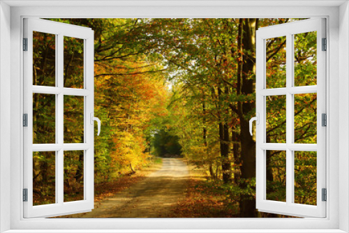 Fototapeta Naklejka Na Ścianę Okno 3D - Waldweg im Herbst mit farbigen Laubbäumen