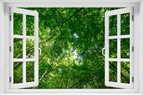 Fototapeta Naklejka Na Ścianę Okno 3D - View up in the spring forest on the crowns of tall trees with young green foliage