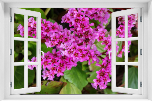Fototapeta Naklejka Na Ścianę Okno 3D - Lila Blüten der Bergenie,  Bergenia cultivars 