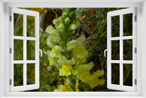 Fototapeta Naklejka Na Ścianę Okno 3D -  flower arrangement on a blurred green background lit up by the spring sun.