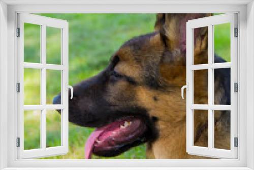 Fototapeta Naklejka Na Ścianę Okno 3D - german shepherd puppy
