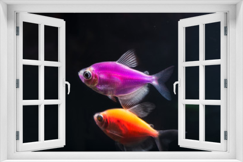 Fototapeta Naklejka Na Ścianę Okno 3D - Aquarium fish. Black tetra. Gymnocorymbus ternetzi. Bright glowing colors. Animals. Dark background.