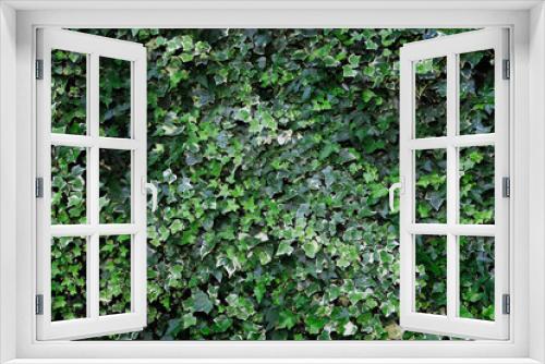 Fototapeta Naklejka Na Ścianę Okno 3D - Landscape Background of Ivy With Hues of Green Leaves