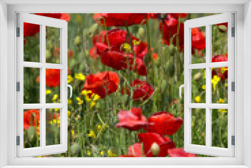 Fototapeta Naklejka Na Ścianę Okno 3D - Group of poppies in a field